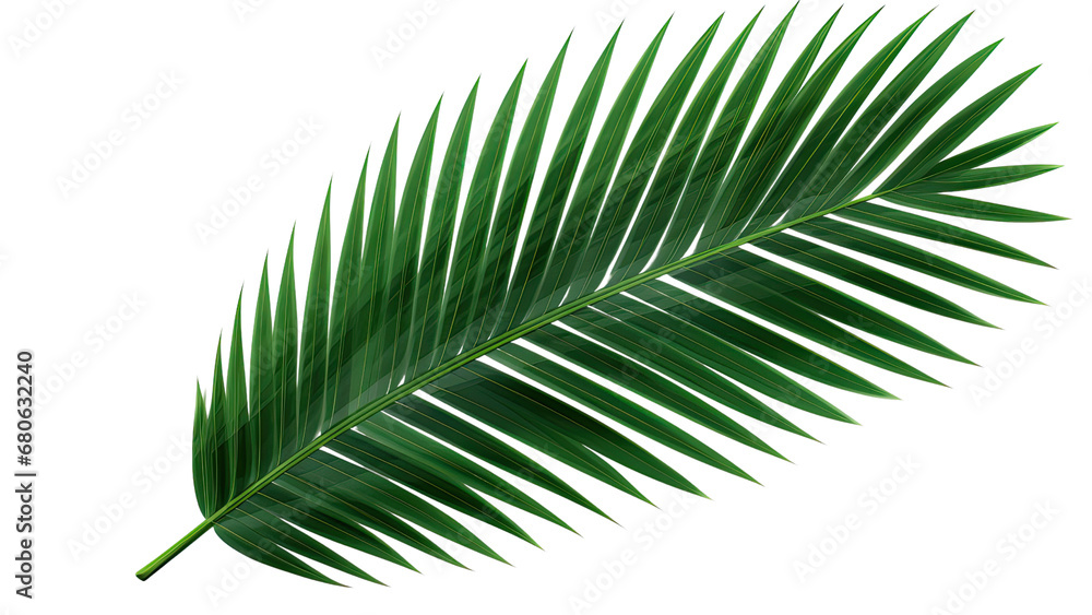 Fototapeta premium Green leaf of coconut palm tree on transparent background, png file