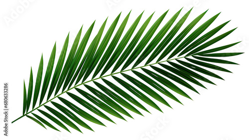 Green leaf of coconut palm tree on transparent background, png file photo