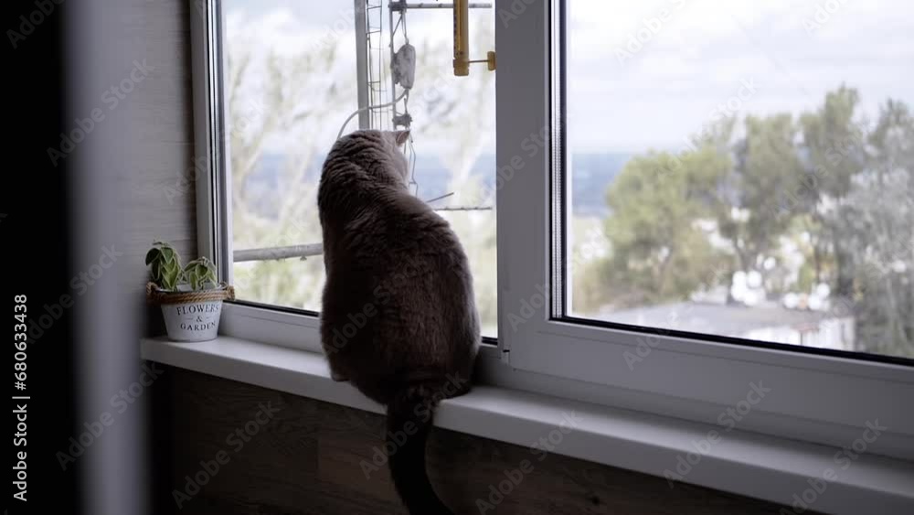 Gray British Cat Sitting on the Windowsill Looking Out the Window to the Street. Back view. A bored purebred fluffy cat looks out the window glass, waving its tail. Lifestyle. Animal behavior. Pets. Gray British Cat Sitting on the Windowsill Looking Out the Window to the Street. Back view. A bored purebred fluffy cat looks out the window glass, waving its tail. Lifestyle. Animal behavior. Pets.