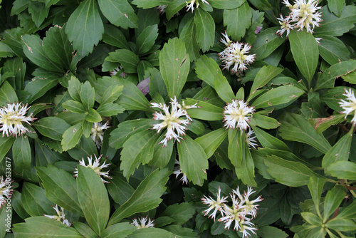 In the garden there is a valuable groundcover dwarf semi-shrub Pachysandra terminalis photo