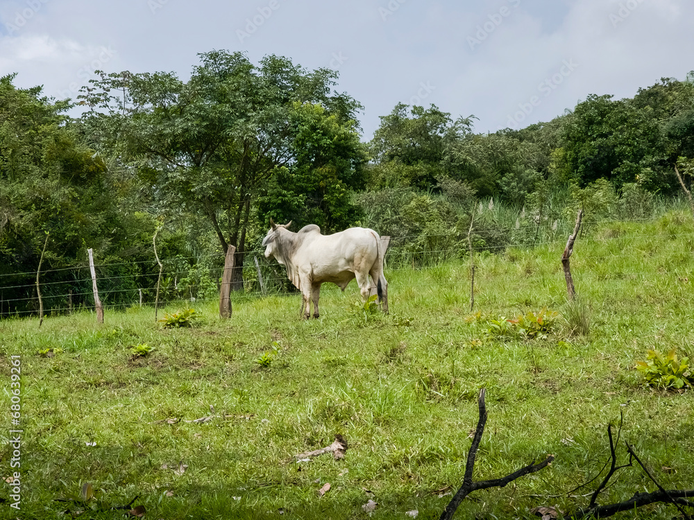 Ganado al aire libre en el campo Ganado al aire libre en el campo