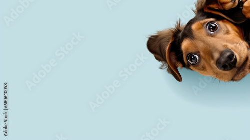 An upside-down dog's head with big, soulful eyes and floppy ears against a blue background. photo