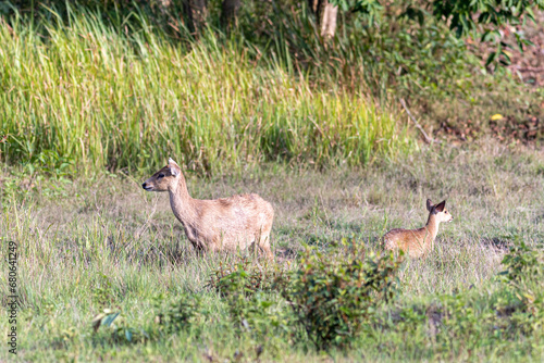 Fototapeta Naklejka Na Ścianę i Meble -  deer in the national park, Thailand. (Khao Yai National Park)