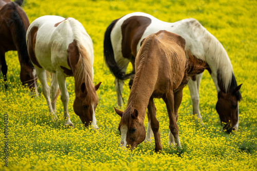 Horses Graze On Yellow Flowers In Spring © kellyvandellen