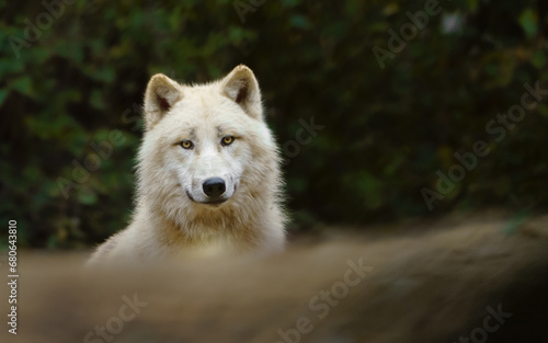 Portrait of Arctic wolf in zoo