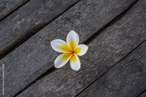 Plumeria, Frangipani flower on wood. Great yellow, white flowers, in a tropical environment it lies on a wood in Bali