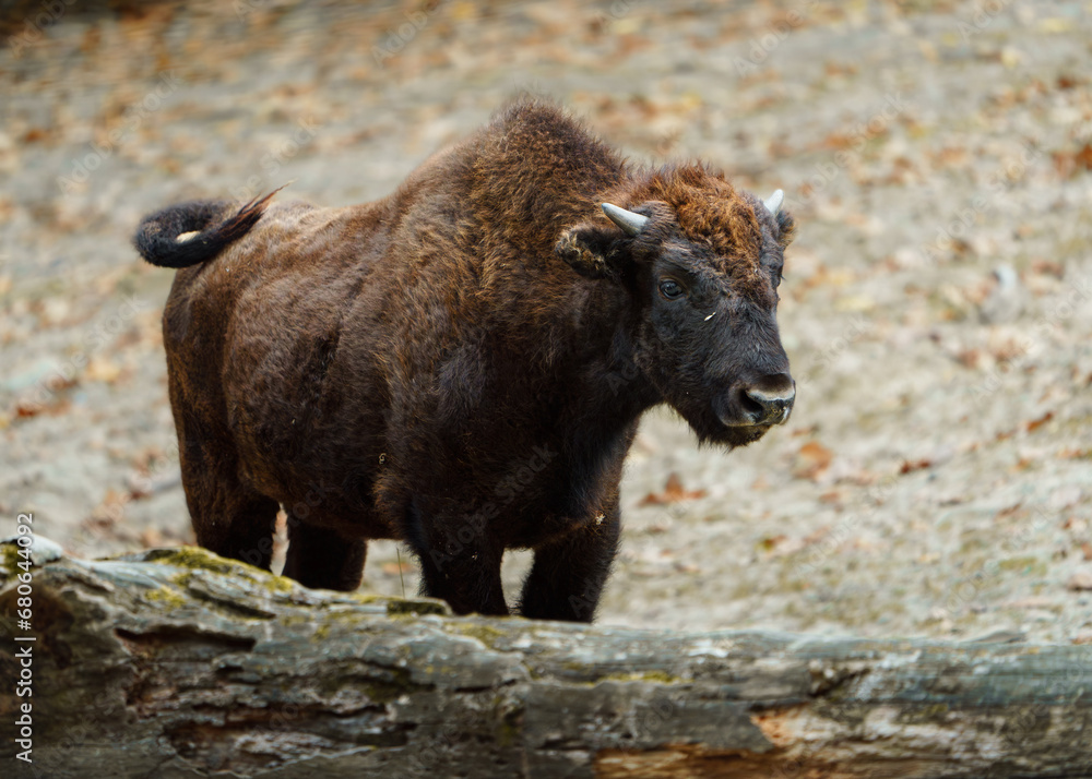 Portrait of American bison in zoo Portrait of American bison in zoo