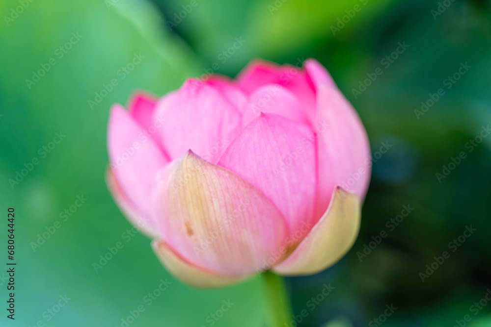 A pink lotus flower sways in the wind, Nelumbo nucifera. Against the background of their green leaves. Lotus field on the lake in natural environment. A pink lotus flower sways in the wind, Nelumbo nucifera. Against the background of their green leaves. Lotus field on the lake in natural environment.