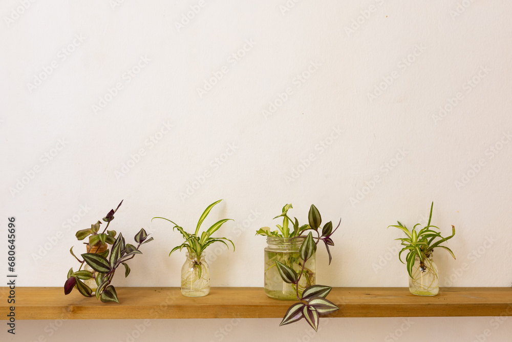 Plants with white background, copy space to add text Green plants