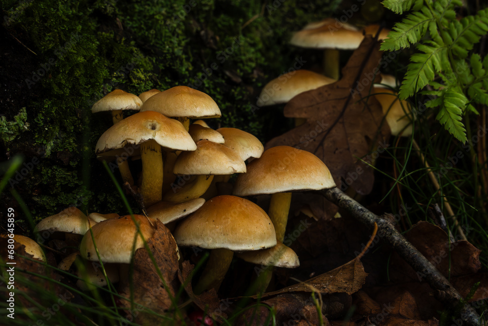 Inedible mushrooms in the natural environment. Inedible mushrooms in the natural environment.