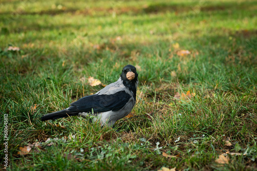 hooded crow with a walnut in its beak on green grass with autumn leaves  wildlife