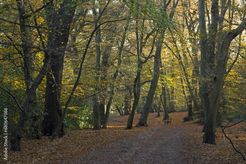 Path through the woods in autumn