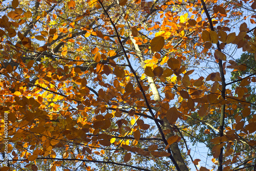 Orange beech leaves against blue sky