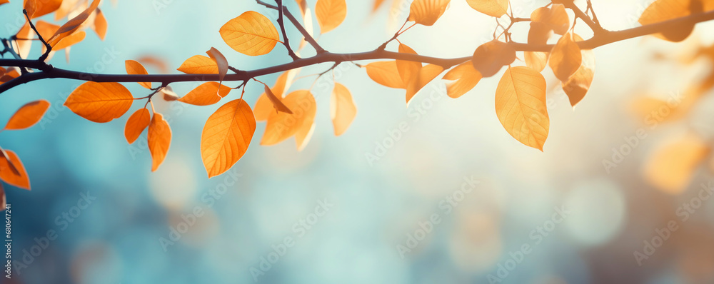 Beautiful yellow and orange autumn leaves on a branch on a sunny day in the park. Autumn banner. Sunny indian summer day