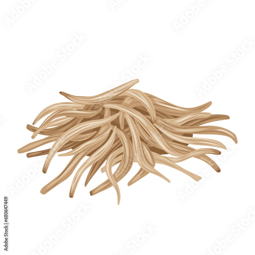 Vector illustration, Chlorophytum borivilianum, known as safed musli or musli, isolated on white background.