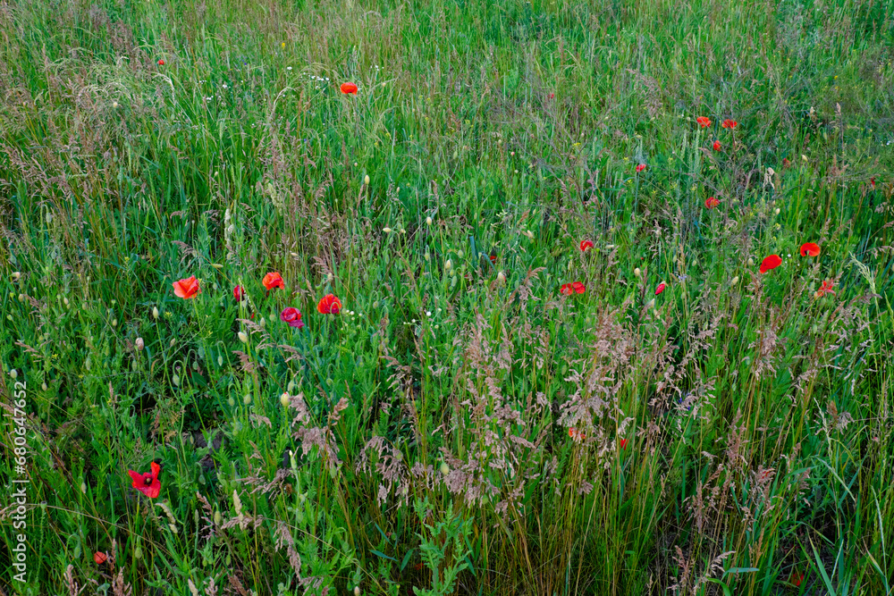 A photo of a field of tall grass with red poppies scattered throughout.