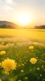 The landscape of Chrysanthemum blooms in a field, with the focus on the setting sun. Creating a warm golden hour effect during sunset and sunrise time. Chrysanthemum flowers field