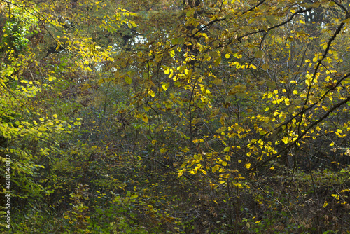 Golden Autumn hornbeam trees in Autumn.
