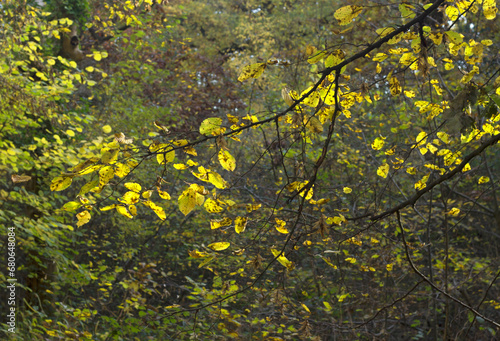 Hornbeam branches with yellow leaves in autumn