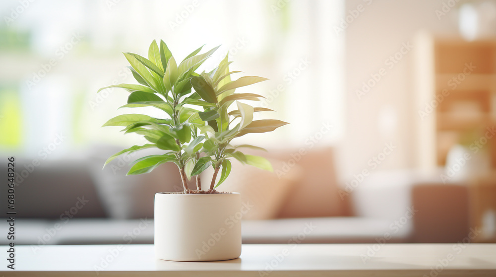 Plant in a pot on blurred living room interior background Plant in a pot on blurred living room interior background