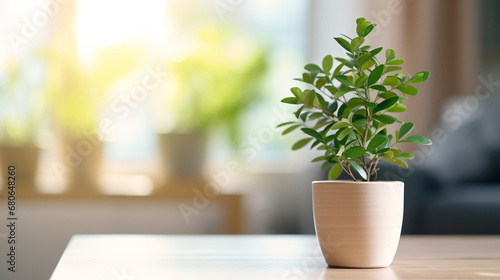 Plant in a pot on blurred living room interior background