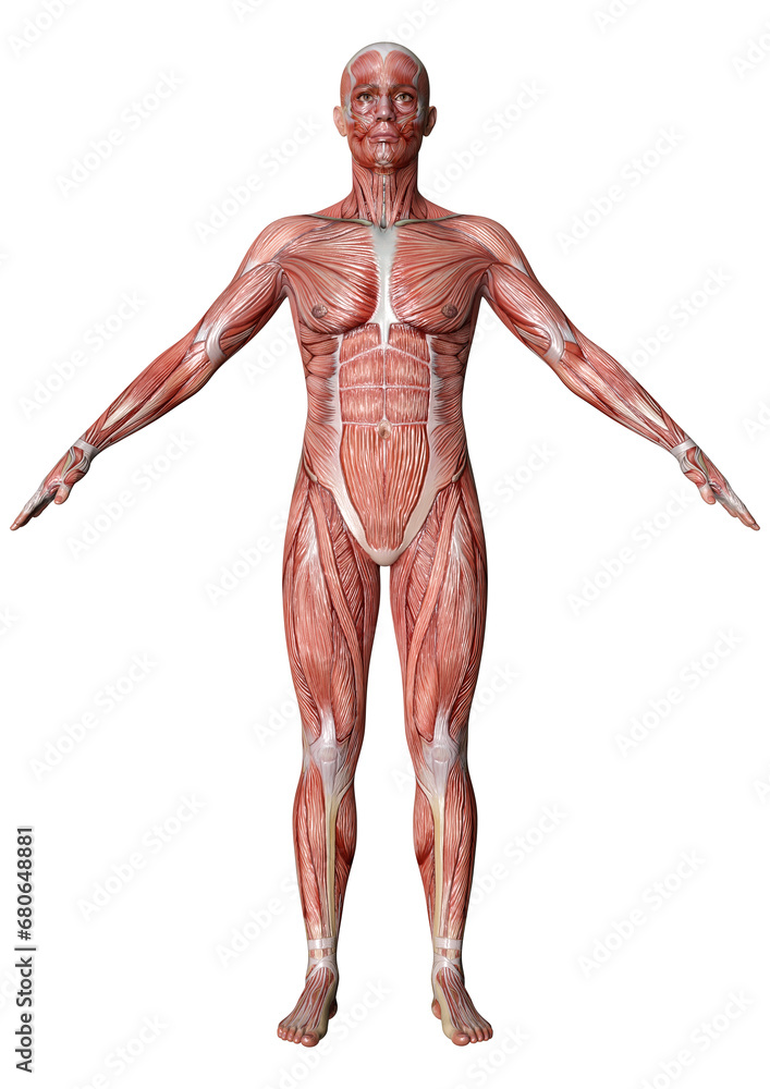 3D Rendering Male Anatomy Figure on White 3D Rendering Male Anatomy Figure on White