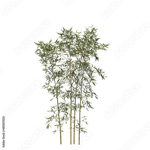 Bamboo  bambu  evergreen  small tree  bush  tree  big tree  light for daylight  easy to use  3d render  isolated