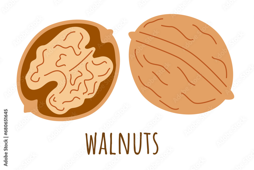 Walnut illustration isolated on white background. Peeled and unpeeled nuts. Whole fruits with kernel. Cartoon vector flat wallpaper. Walnut illustration isolated on white background. Peeled and unpeeled nuts. Whole fruits with kernel. Cartoon vector flat wallpaper.