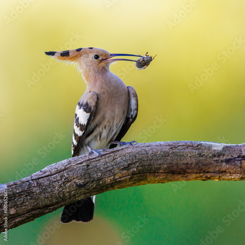 Wiedehopf (Upupa epops) photo