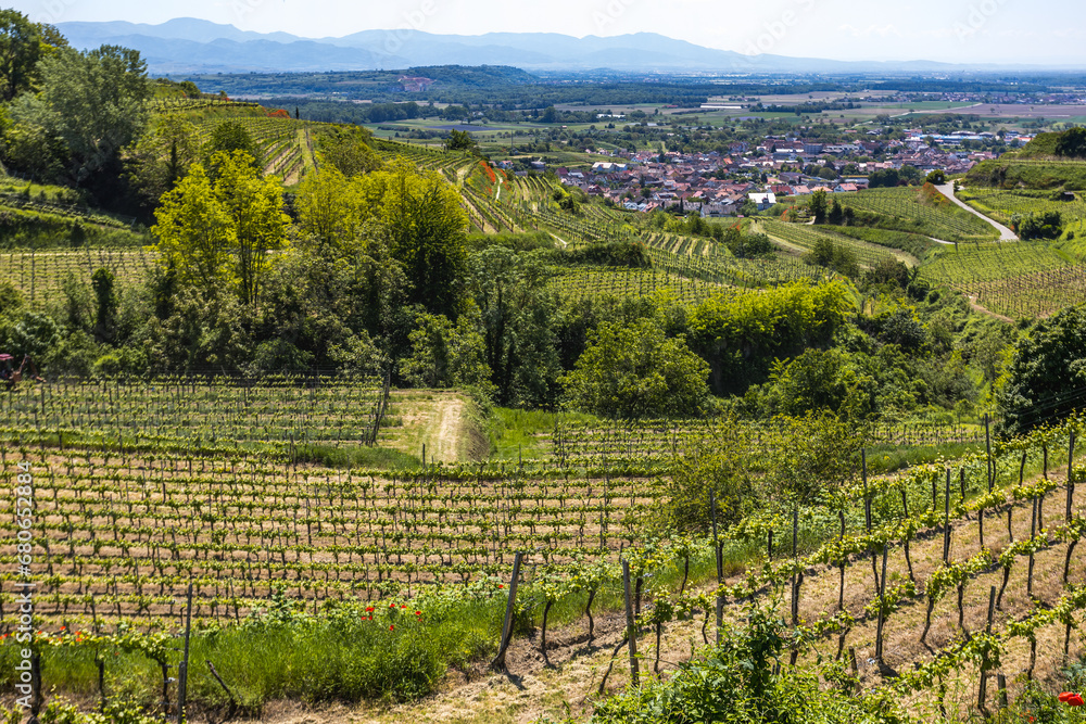 Weinberge bei Ihringen, Kaiserstuhl