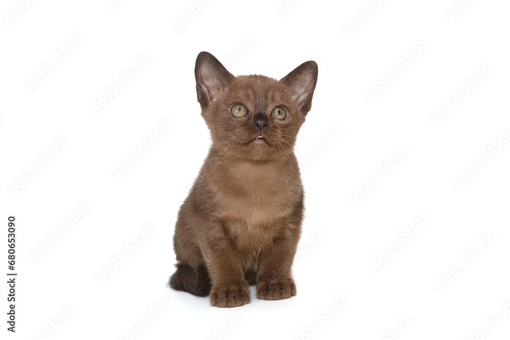 Kitten of the European Burmese, brown