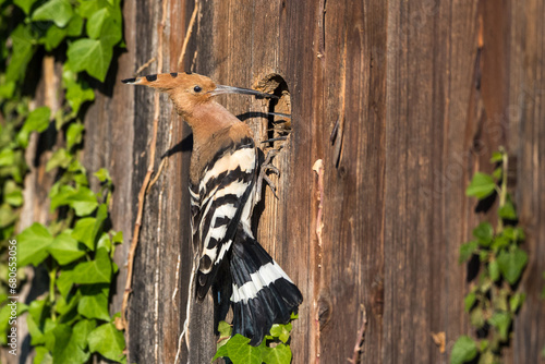 Wiedehopf (Upupa epops) photo