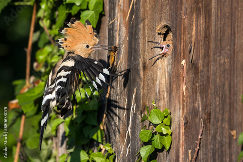 Wiedehopf (Upupa epops) photo