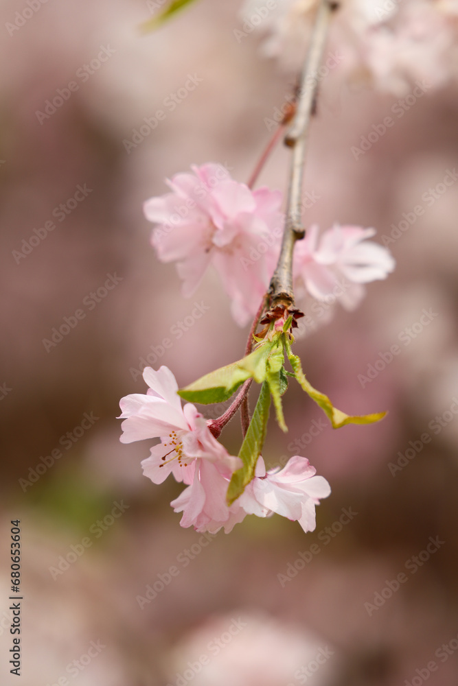 上賀茂神社の斎王桜 上賀茂神社の斎王桜