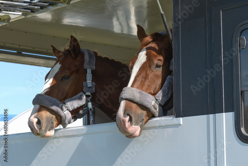 Transport trailer with two bored horses