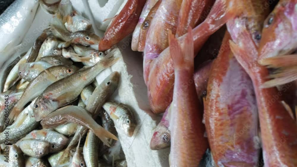 Vertical video. Fresh raw various seafood laid out on stalls at indoor fish market Vertical video. Fresh raw various seafood laid out on stalls at indoor fish market