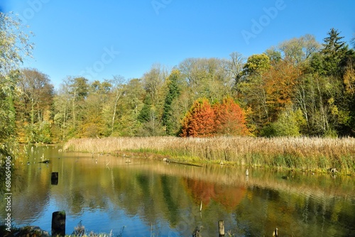 Forêt de roseaux et arbres à feuillage rouge-brun le long des berges de l'étang principal au domaine de Mariemont à Morlanwelz  photo