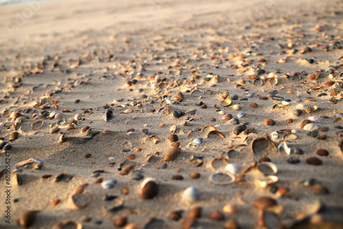 Wallpaper Mural shells in sand of a beach Torontodigital.ca