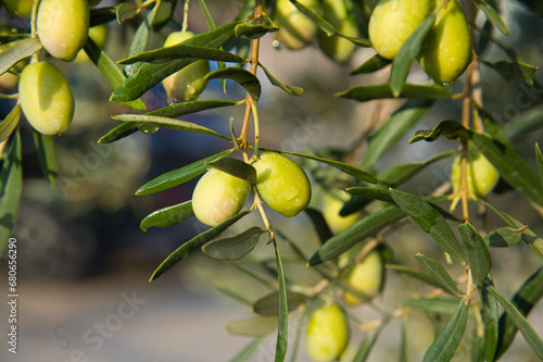 Olivenzeit in der Provence