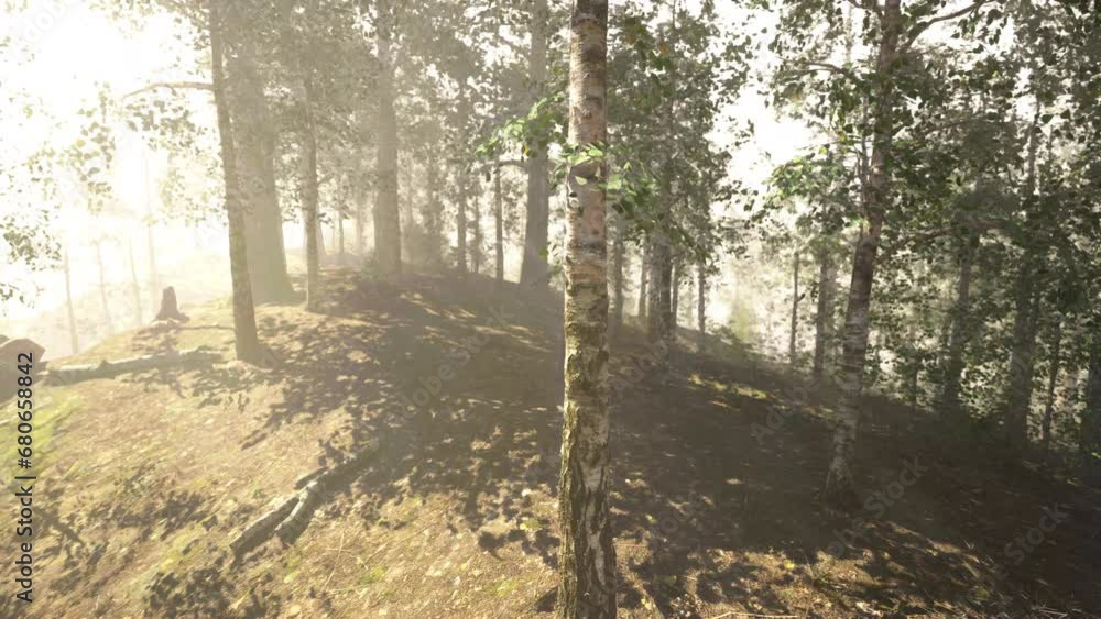 Sunlight streaming through a majestic birch tree in the enchanting forest Sunlight streaming through a majestic birch tree in the enchanting forest