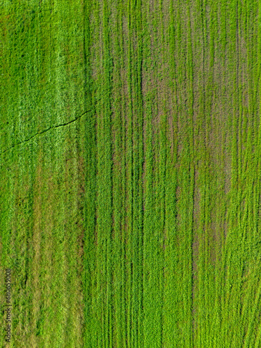 Imagem de fundo natural formada por linhas de erva 