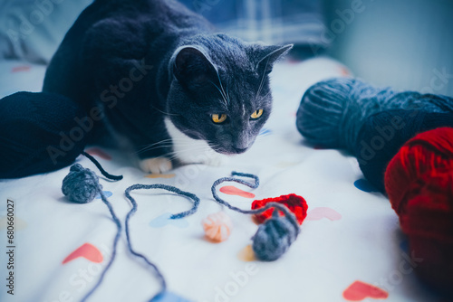 Fototapeta Naklejka Na Ścianę i Meble -  A domestic fluffy cat sits on the bed among skeins of yarn and balls of wool and looks with interest. Knitting kit. A cozy hobby and a pet.