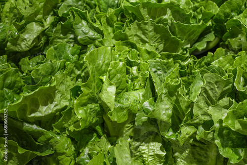 close up on fresh green lettuce leaves