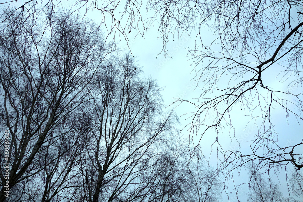 Bare branches of birch and deciduous trees against the blue sky , winter without snow January Bare branches of birch and deciduous trees against the blue sky , winter without snow January