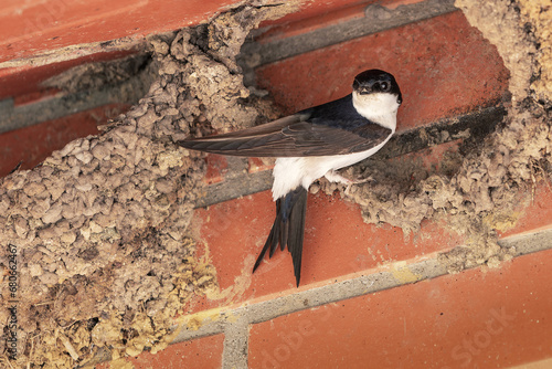 A swallow bird build its new nest on a red brick wall in a shed.