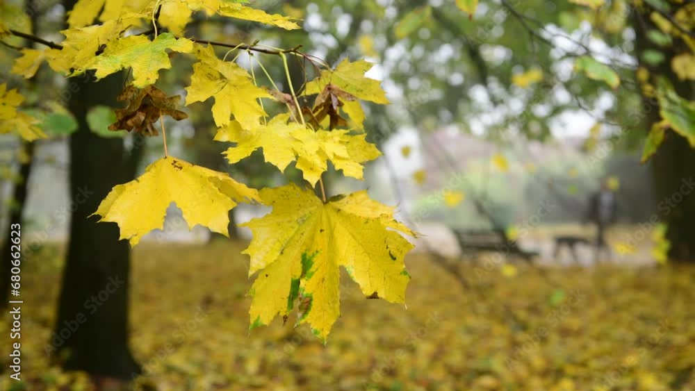 Nice autumn red and yellow leaves on trees at rainy day macro video 4k nature Nice autumn red and yellow leaves on trees at rainy day macro video 4k nature
