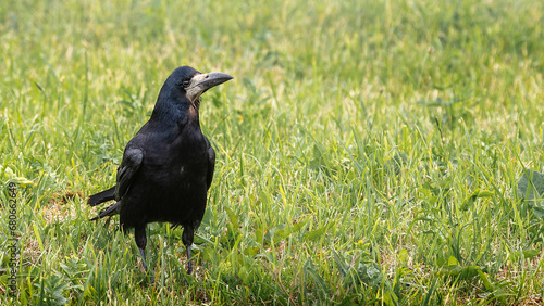 Black crow with big beak on green grass