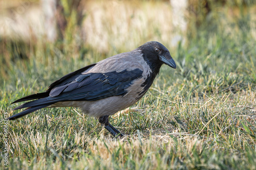 Portrait of big gray crow (Corvus) standing on the dry grass in the sun light.