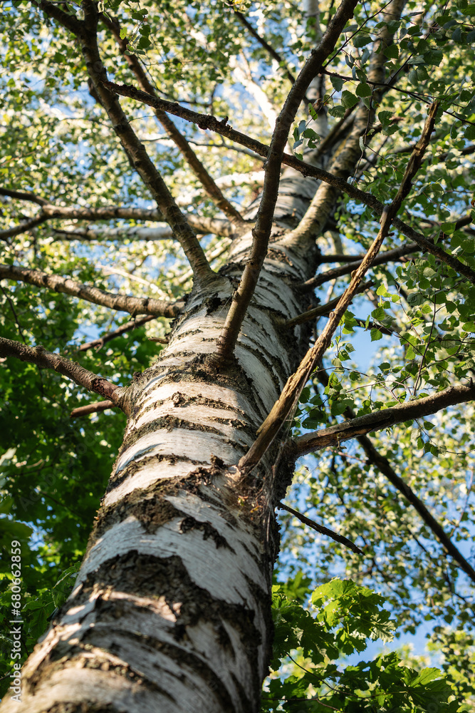 Fototapeta premium A black and white variegated birch trunk and its branches with abundant foliage photographed from below against a blue sky