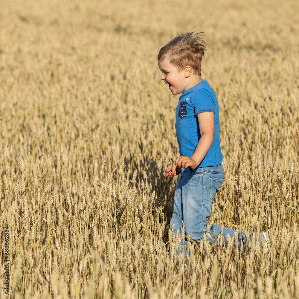 Little bristling hair boy in blue shirt running in yellow wheat field in summer time. Square photo